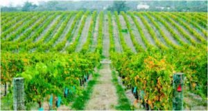 Exploring the Rich Flavours of Barossa Valley Wine