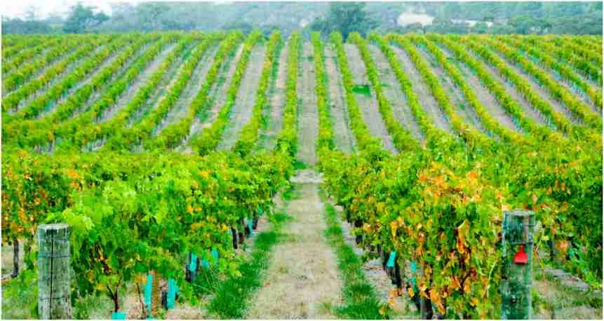Exploring the Rich Flavours of Barossa Valley Wine