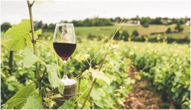 Visiting Barossa Valley